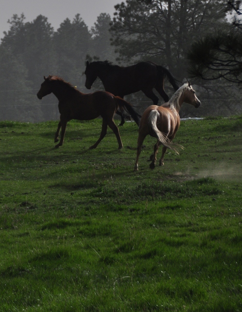 horses running in pasture, Echo Basin Road